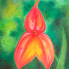 orchid-masdevailia-veitchina0014