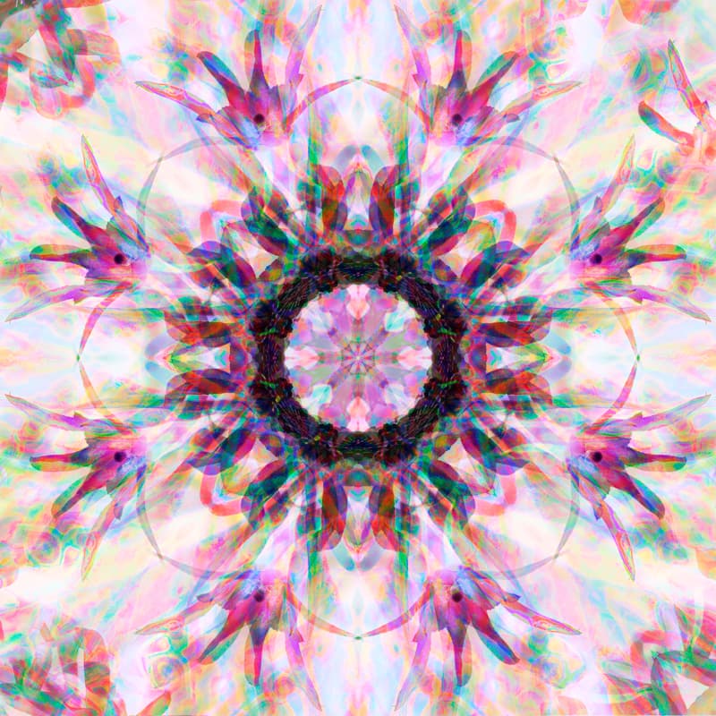 Orchid Mandalas — view this gallery